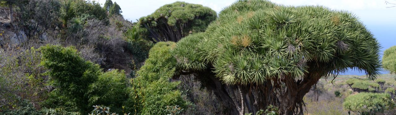 Atlantik | Kanarische Inseln - La Gomera - Agulo