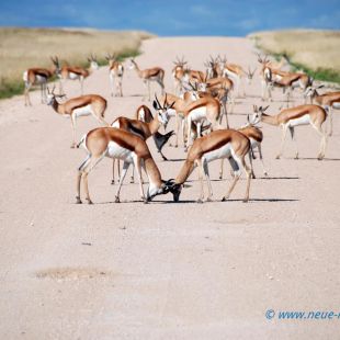 Reise Impressionen von Namibia - Afrika