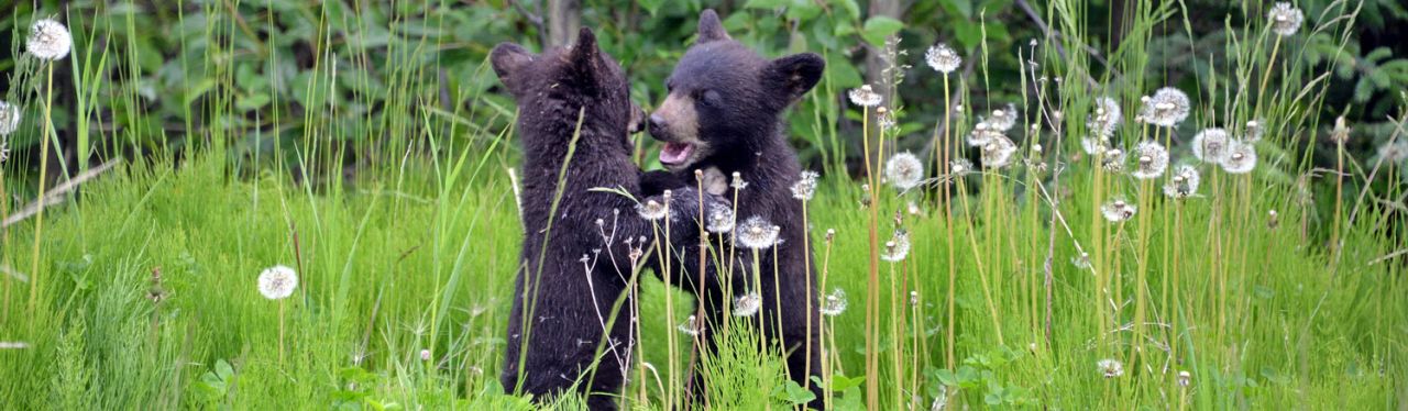 Schwarzbär-Familie - Kanada Alberta & British Columbia - Nord-Amerika